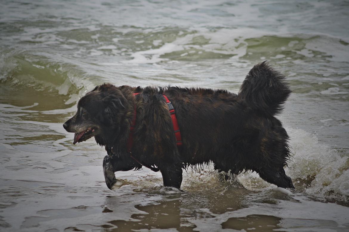 Blanding af racer Freja billede 3