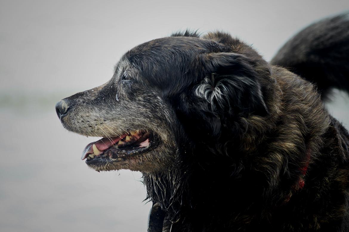 Blanding af racer Freja billede 4