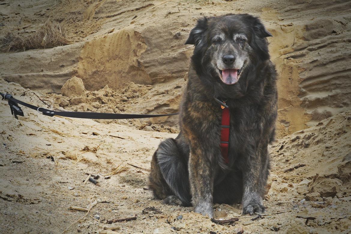 Blanding af racer Freja billede 1