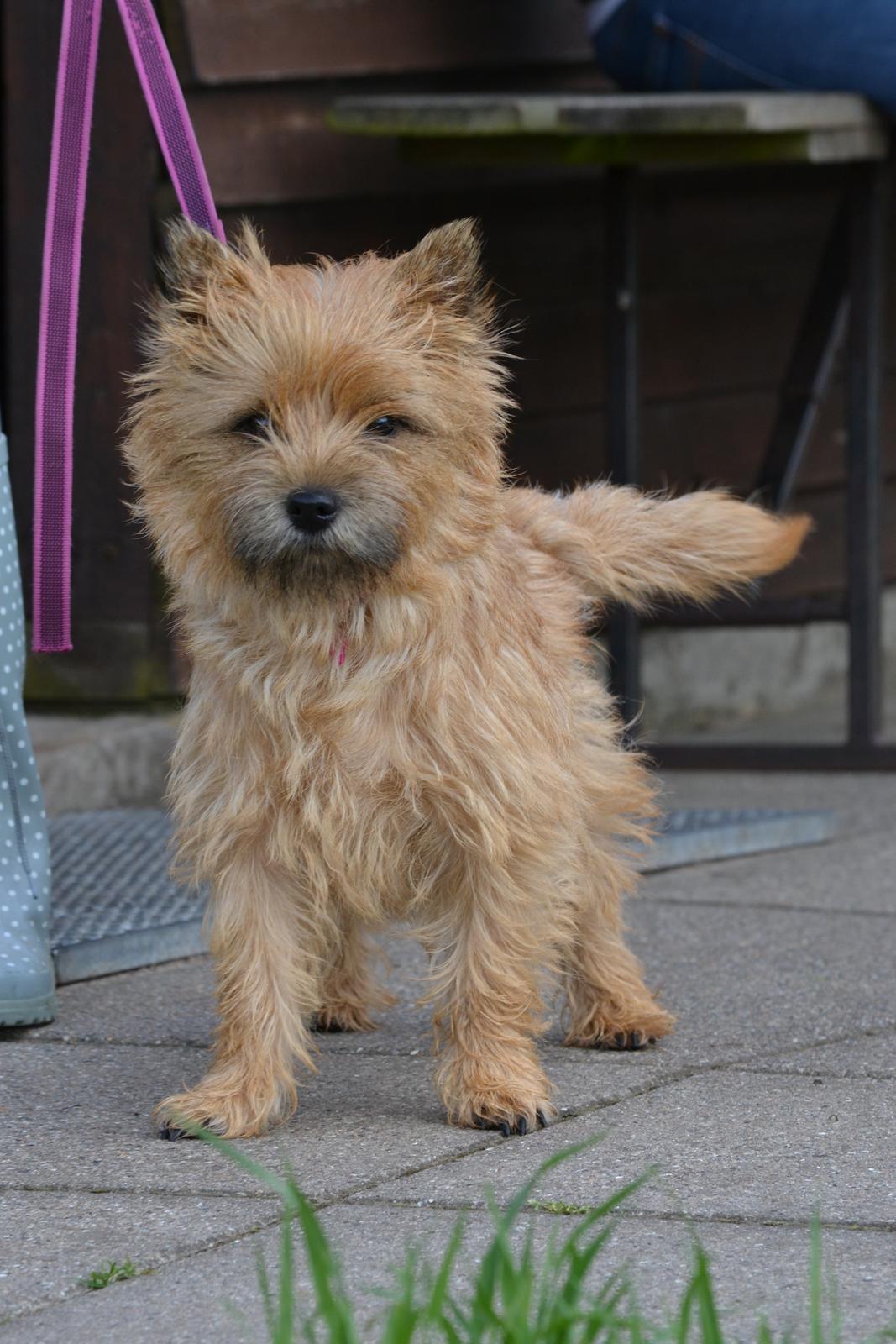 Cairn terrier Nibstrup Disa (Tulle) billede 1
