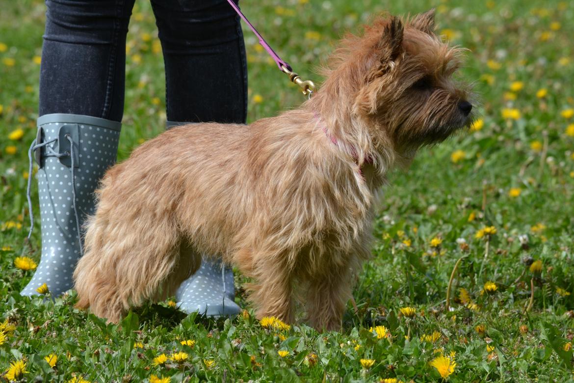 Cairn terrier Nibstrup Disa (Tulle) billede 2