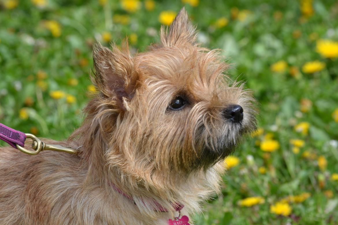 Cairn terrier Nibstrup Disa (Tulle) billede 3