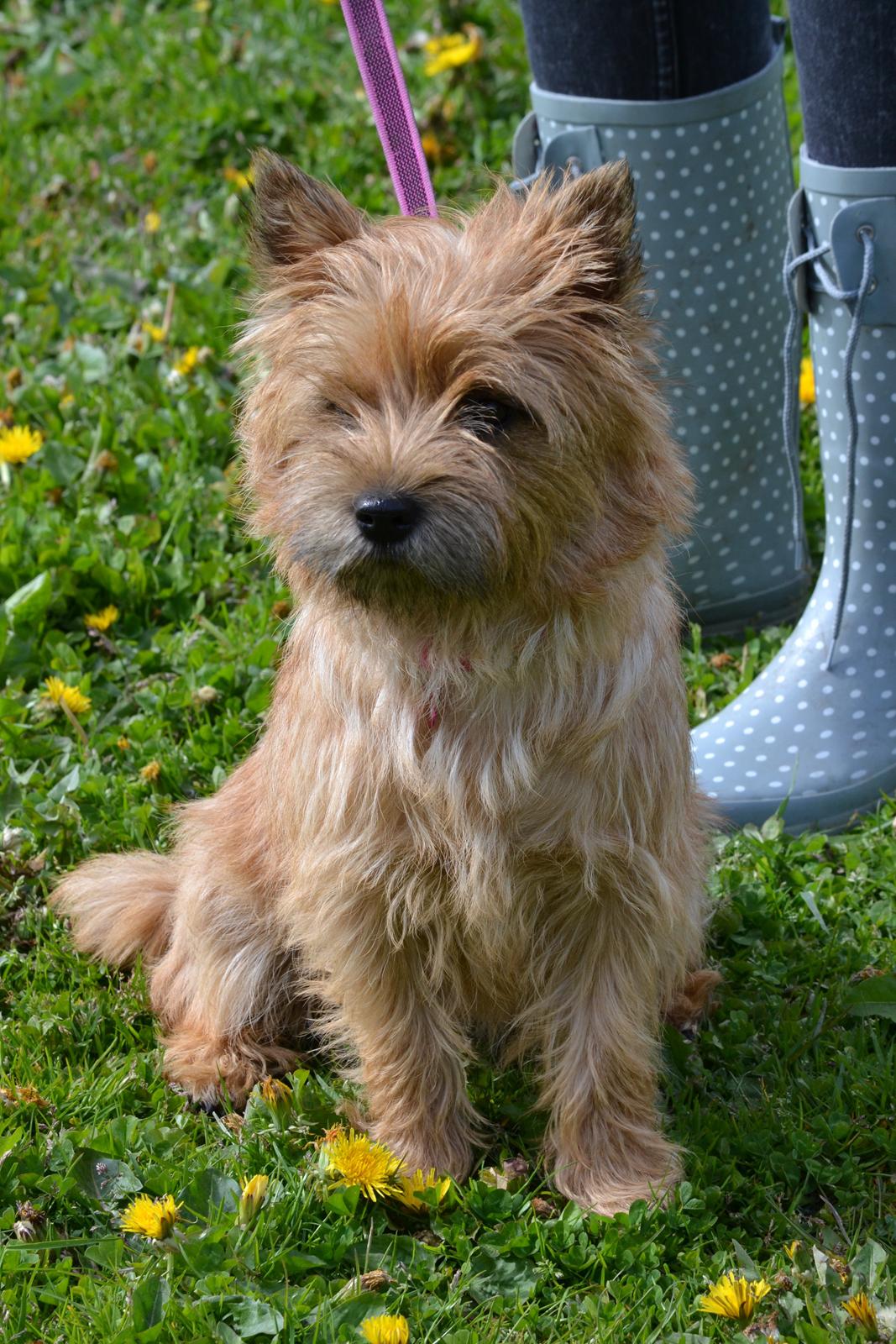Cairn terrier Nibstrup Disa (Tulle) billede 5