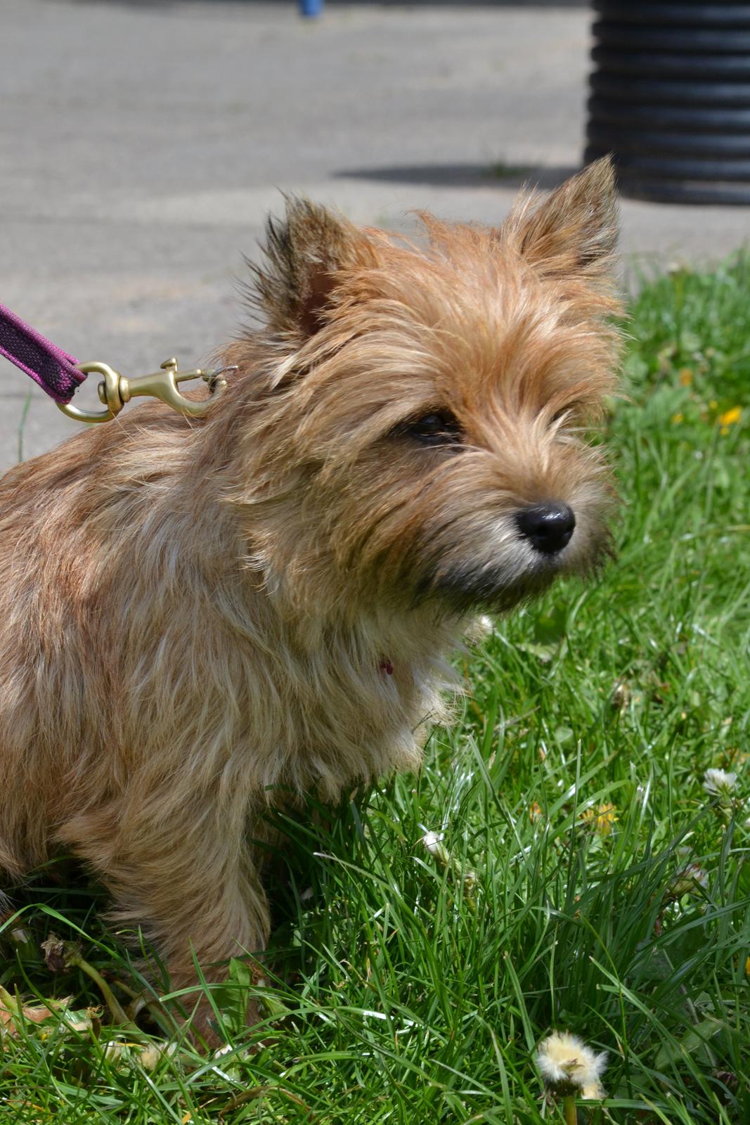 Cairn terrier Nibstrup Disa (Tulle) billede 6