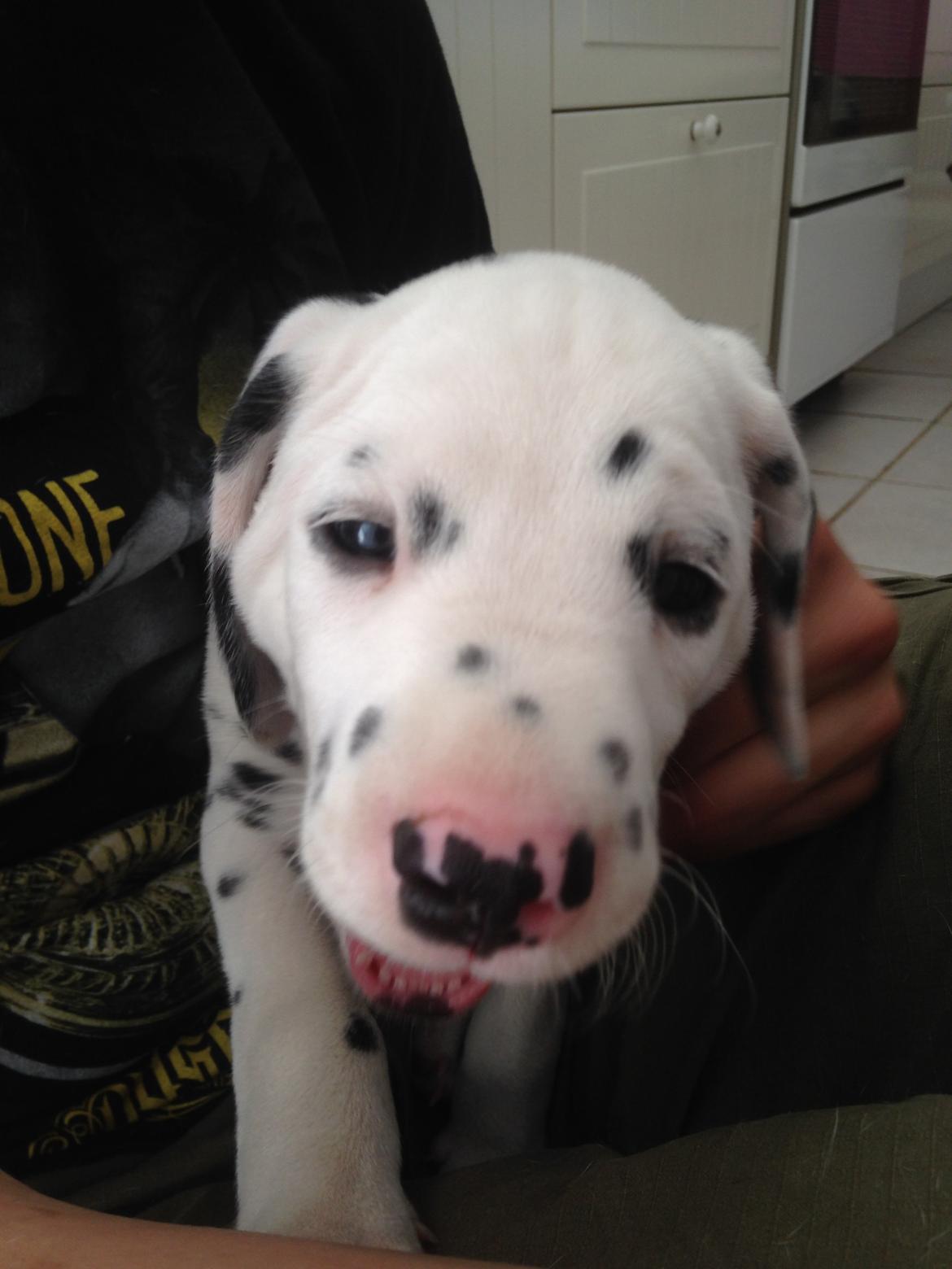 Dalmatiner Crazyspots Como billede 21