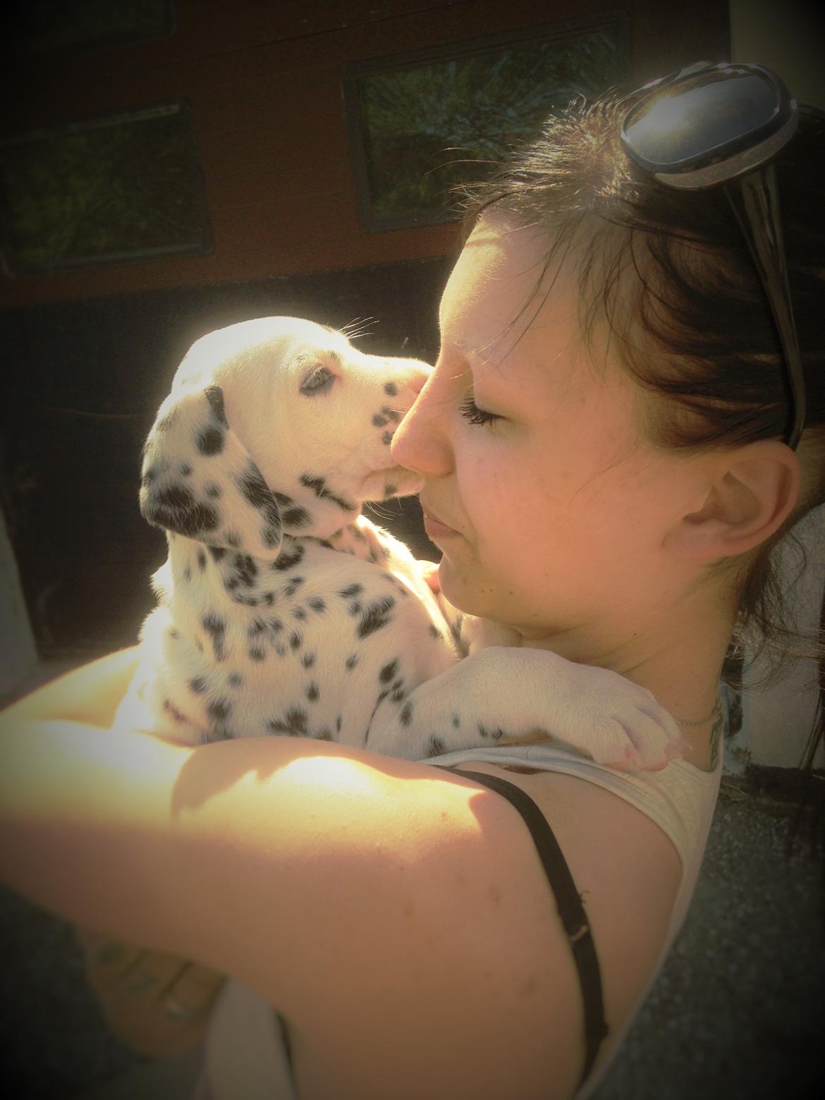 Dalmatiner Crazyspots Como billede 19