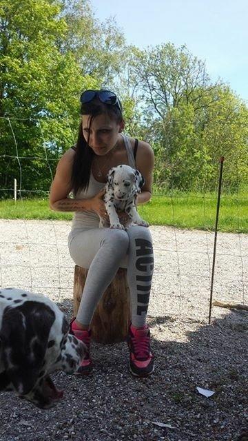 Dalmatiner Crazyspots Como billede 27