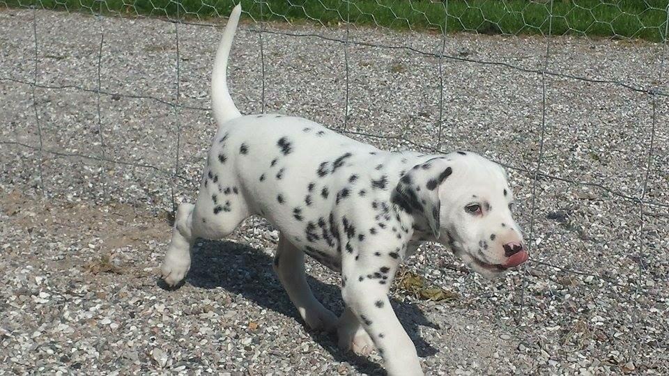 Dalmatiner Crazyspots Como billede 26