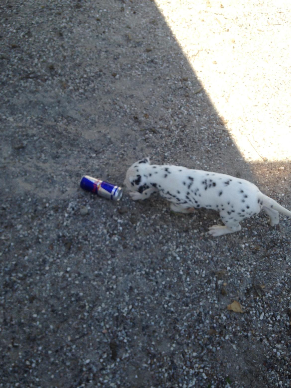 Dalmatiner Crazyspots Como billede 23