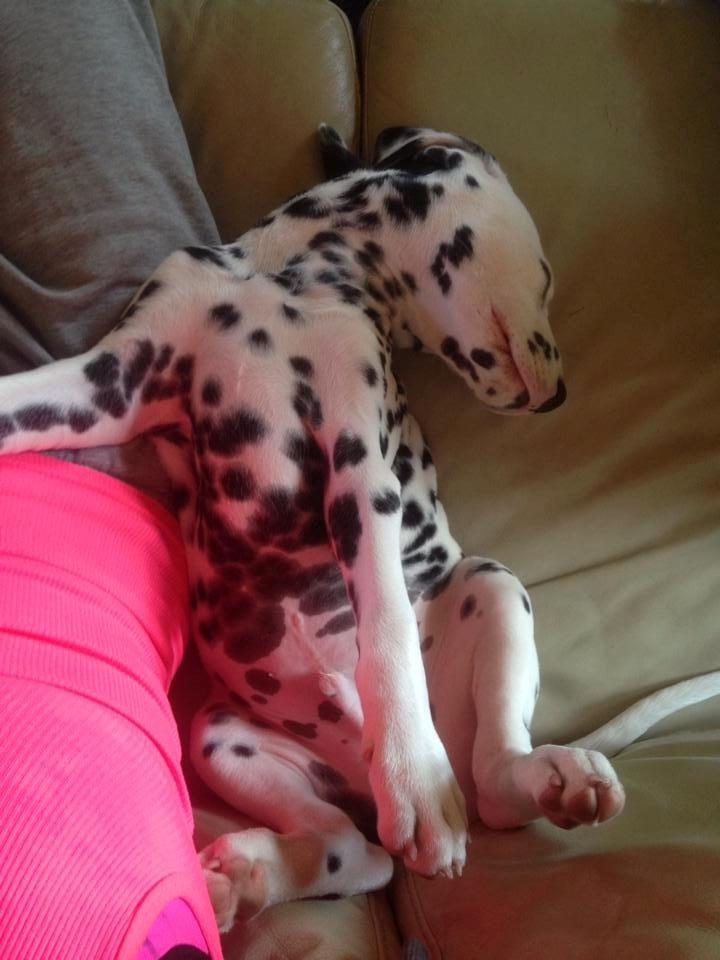Dalmatiner Crazyspots Como billede 6