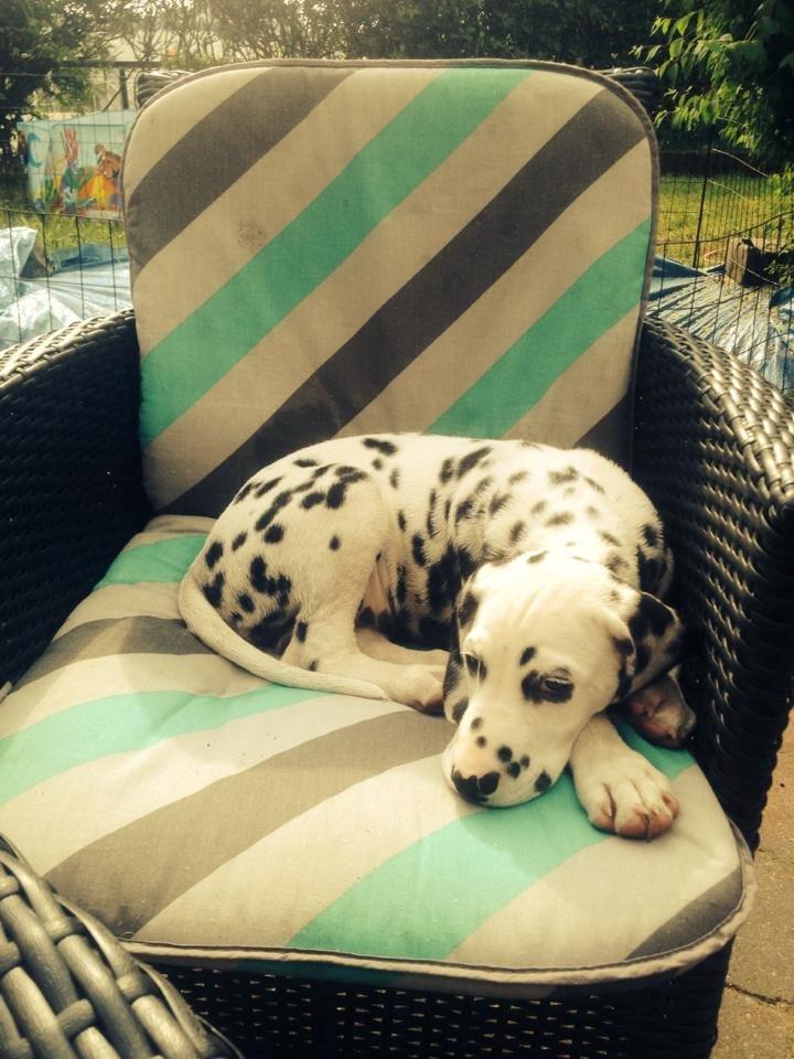 Dalmatiner Crazyspots Como billede 7