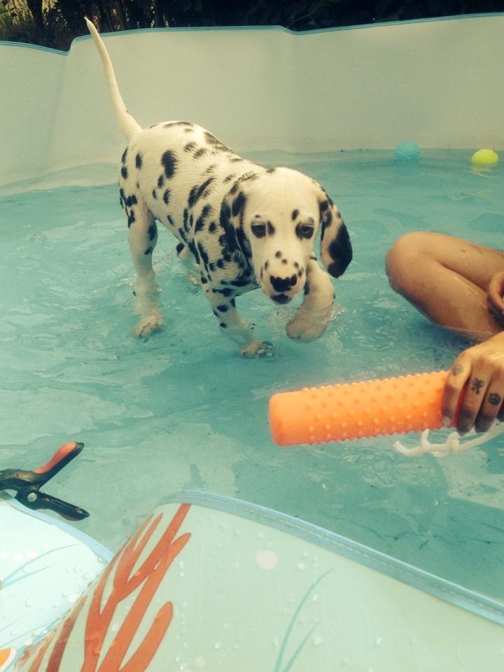 Dalmatiner Crazyspots Como billede 17