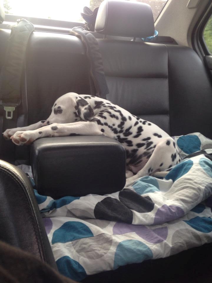 Dalmatiner Crazyspots Como billede 11