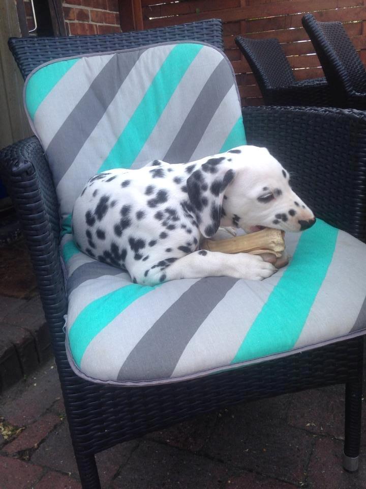 Dalmatiner Crazyspots Como billede 12