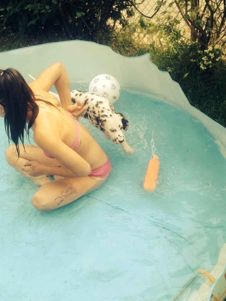 Dalmatiner Crazyspots Como billede 18