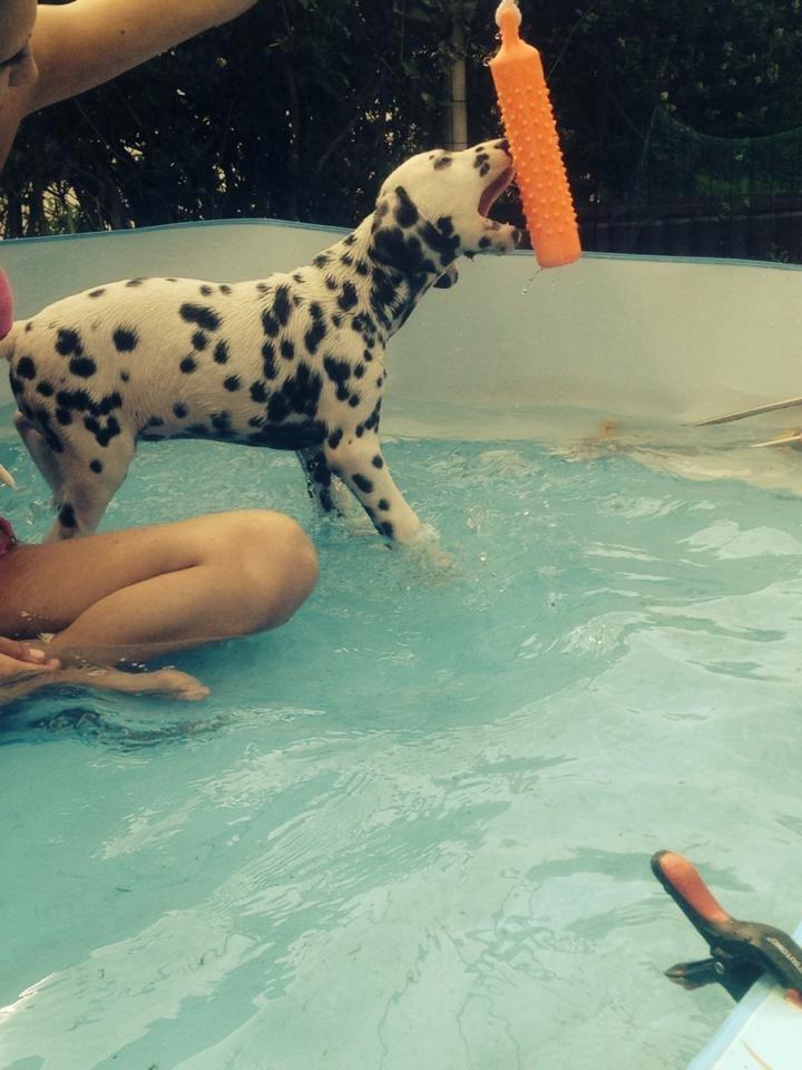 Dalmatiner Crazyspots Como billede 16