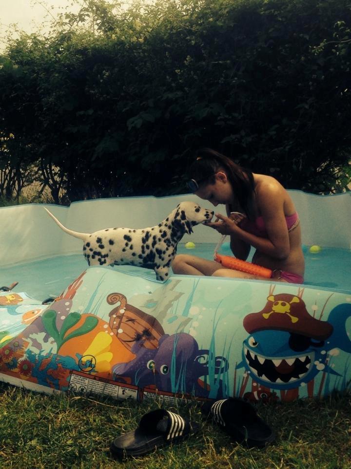 Dalmatiner Crazyspots Como billede 14