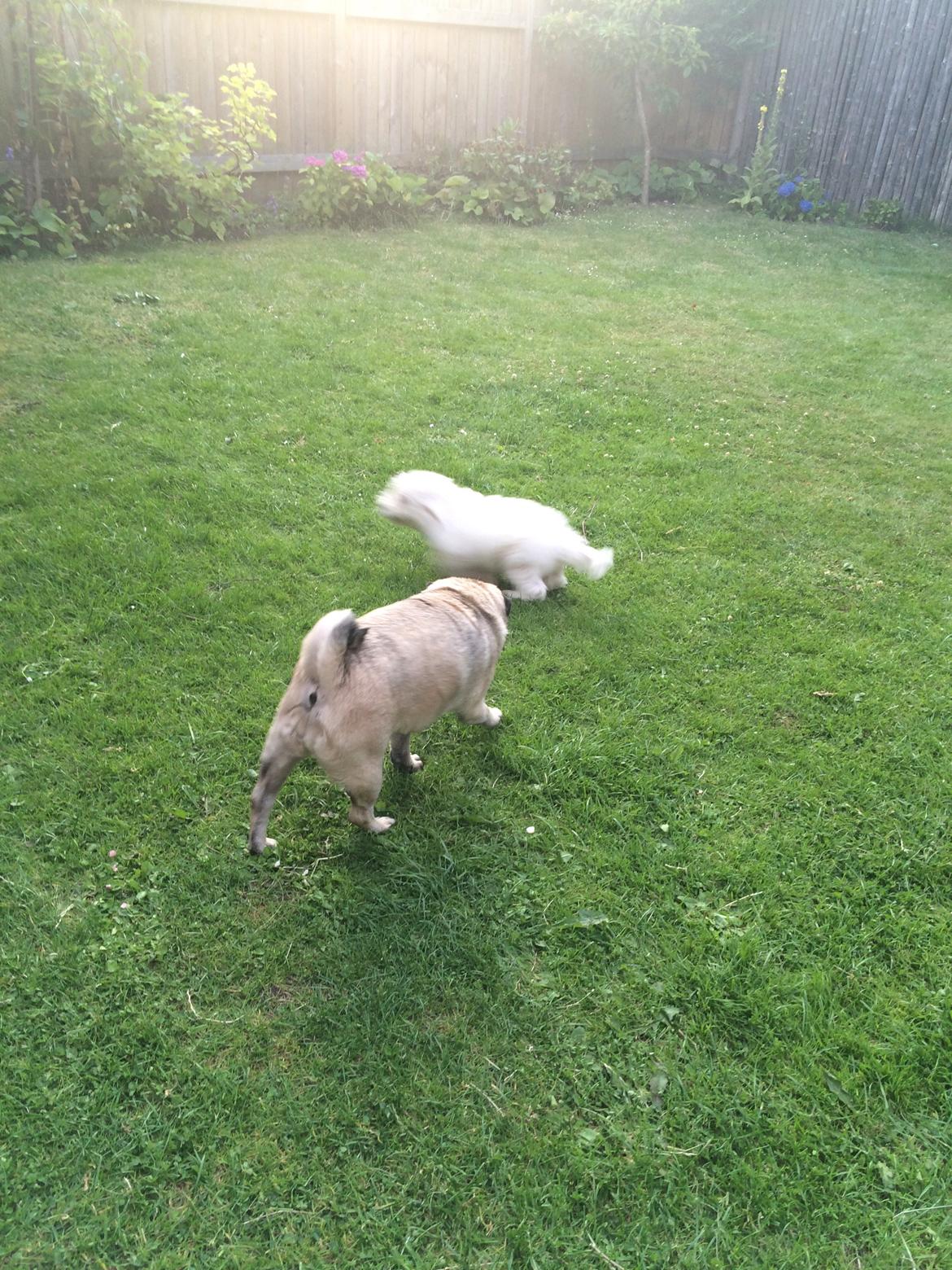 Coton de tulear Jasmine - Mine socialiserer billede 7