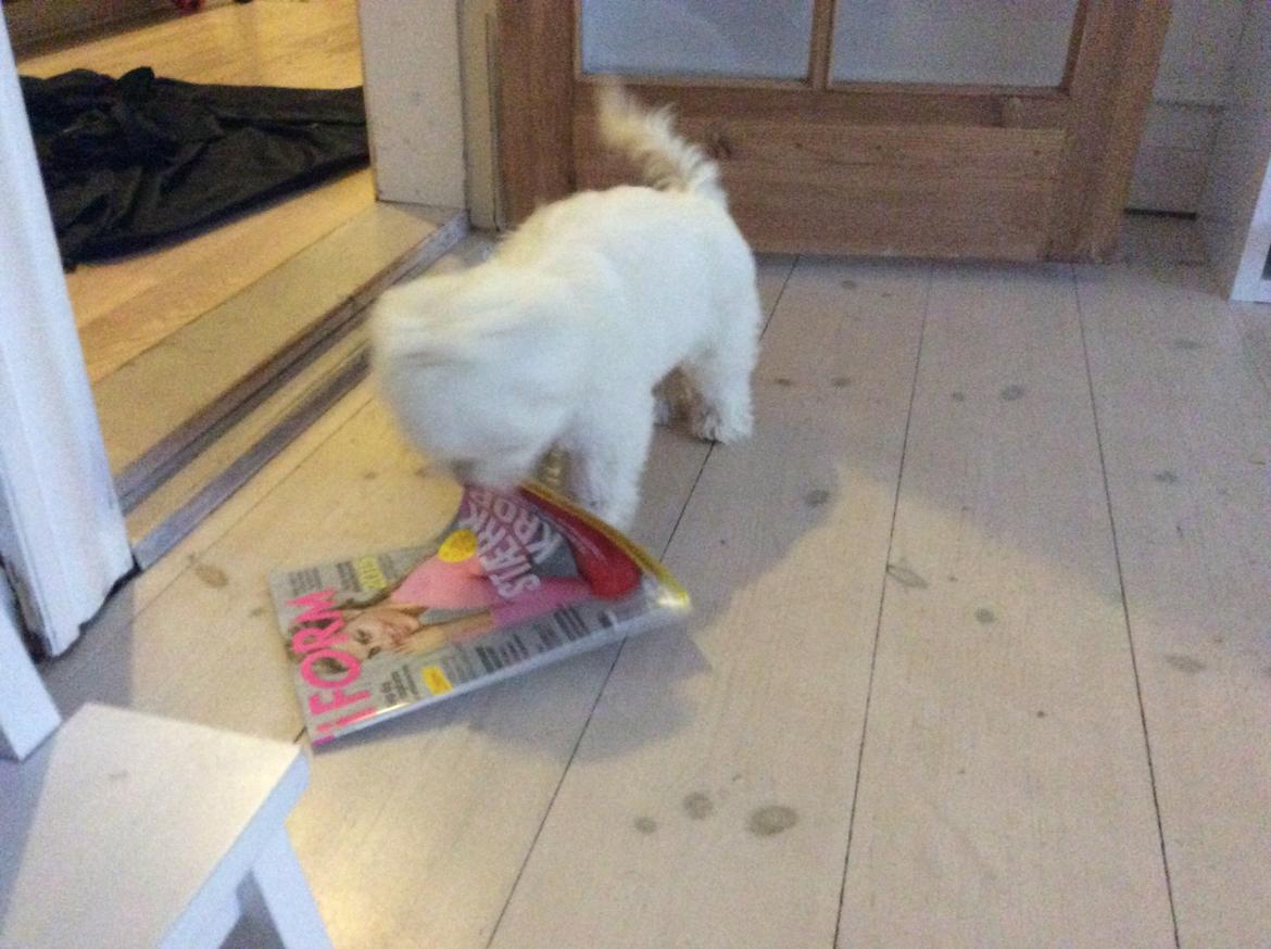 Coton de tulear Jasmine - så skal der læses lidt billede 8