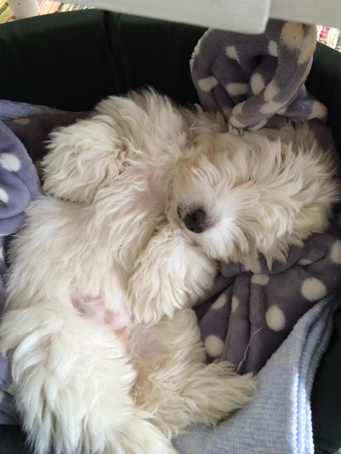 Coton de tulear Jasmine - Zzzzz.... billede 10