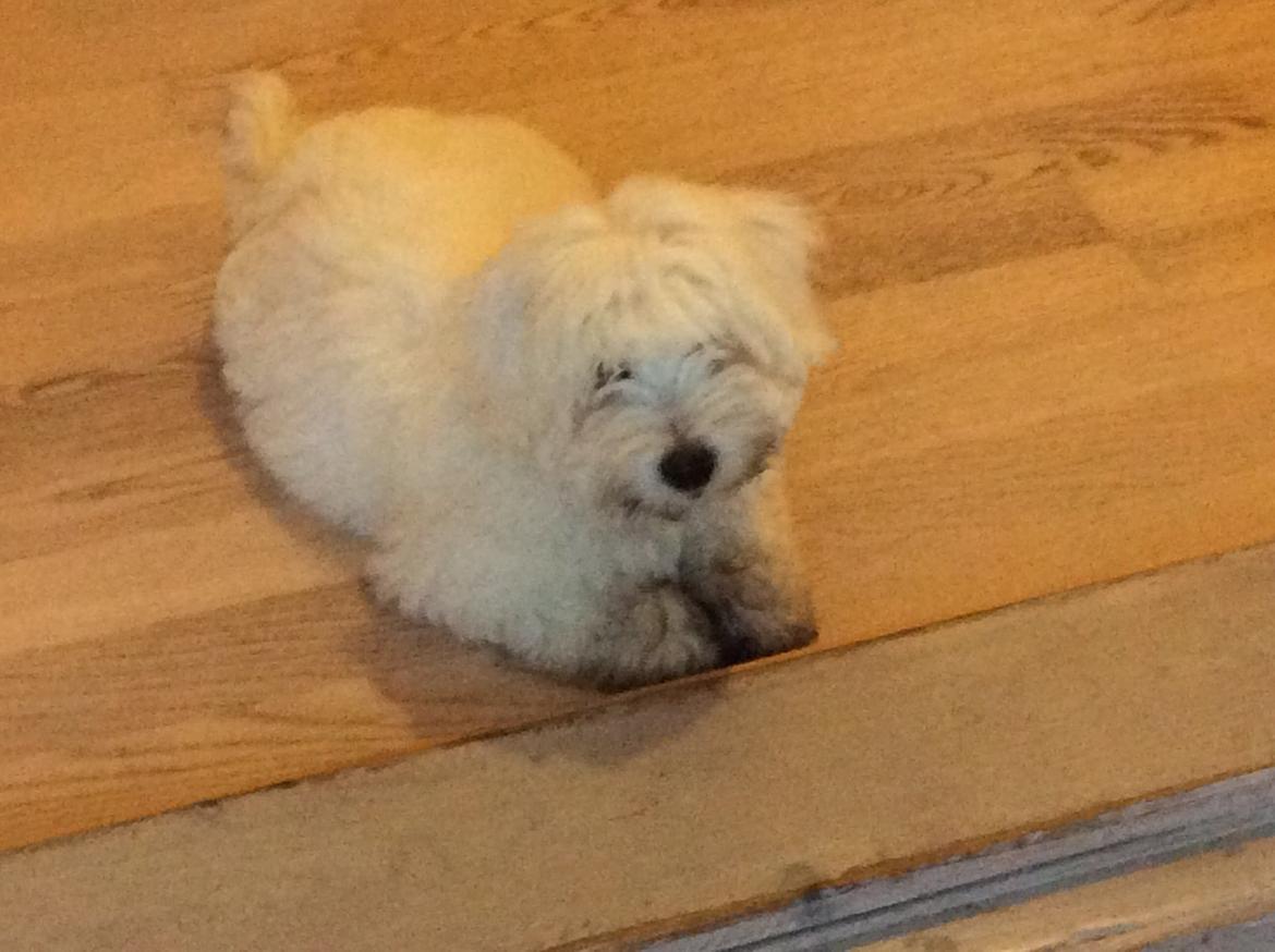 Coton de tulear Jasmine billede 9