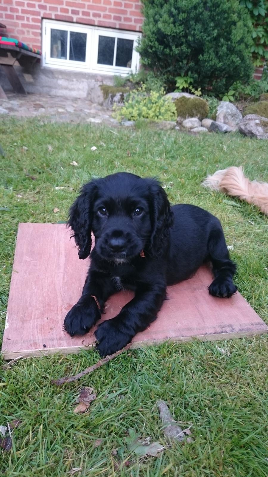 Field Trial Cockerspaniel Aika (Harresøholm Fie) - 9 uger billede 5