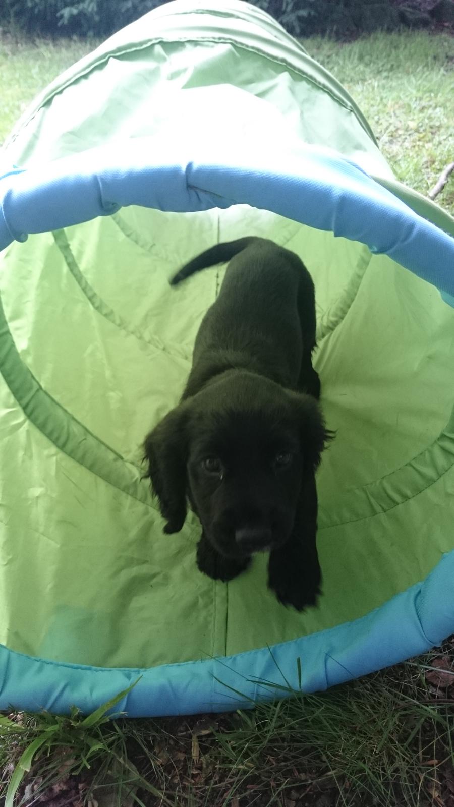 Field Trial Cockerspaniel Aika (Harresøholm Fie) - 9 uger, på opdagelse i tunnel billede 4