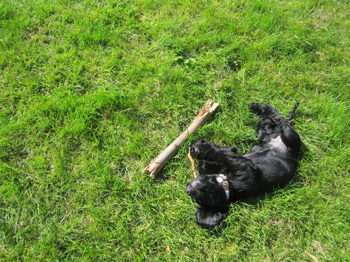 Field Trial Cockerspaniel Aika (Harresøholm Fie) - 9 uger - der tygges pind... billede 6