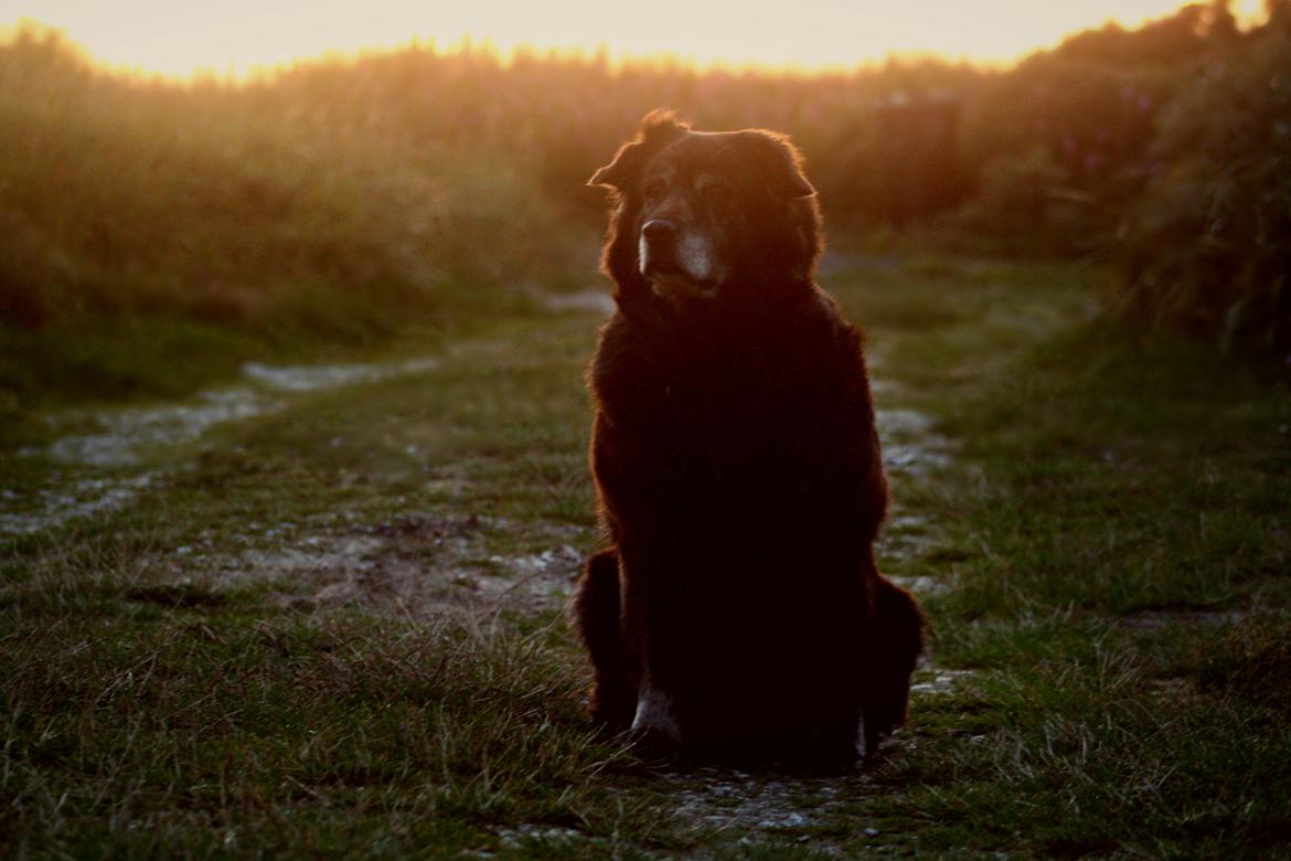 Blanding af racer Freja billede 2