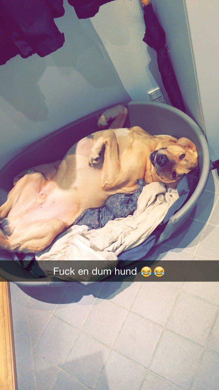 Broholmer Tempo billede 6