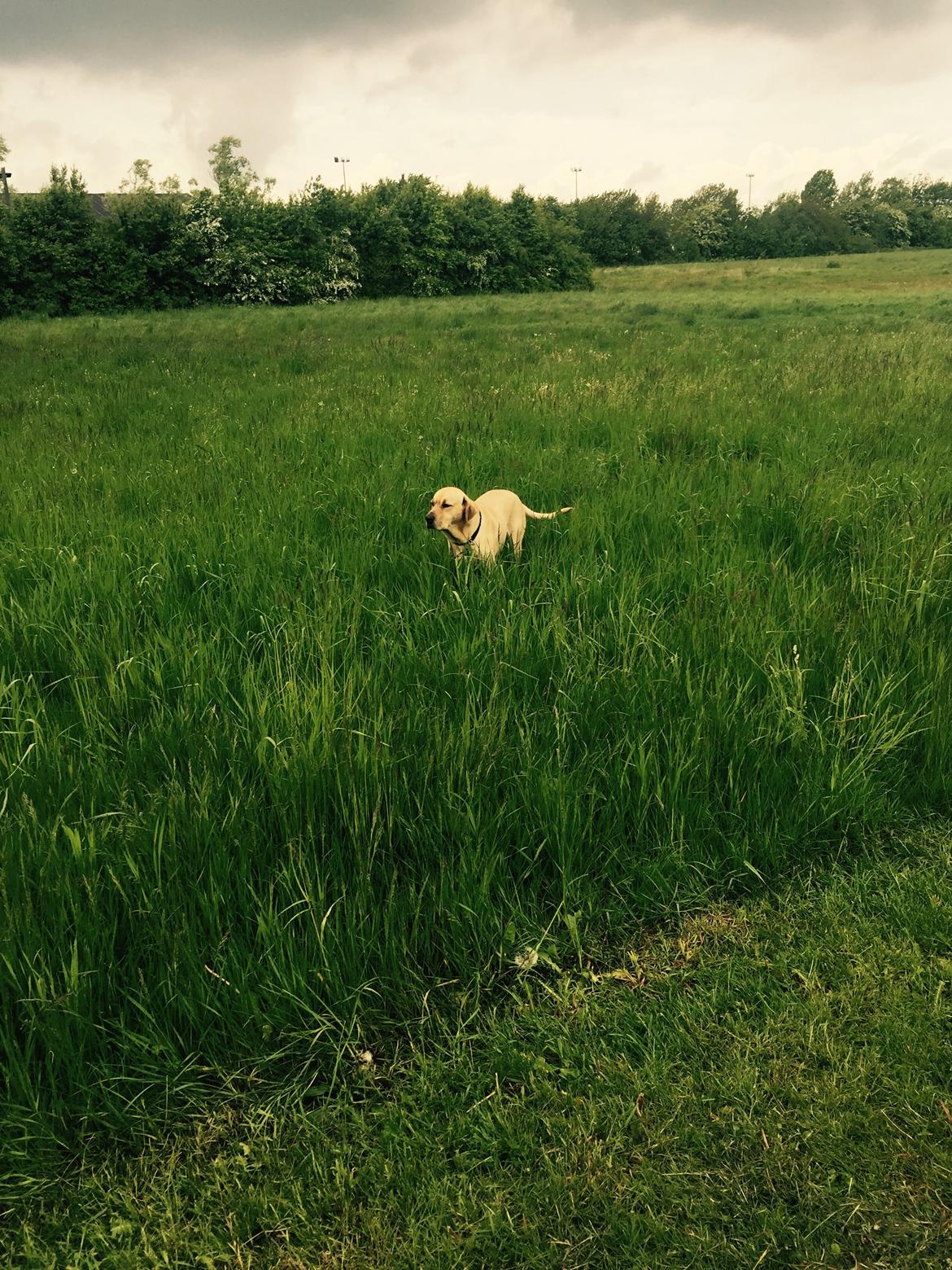 Broholmer Tempo billede 7