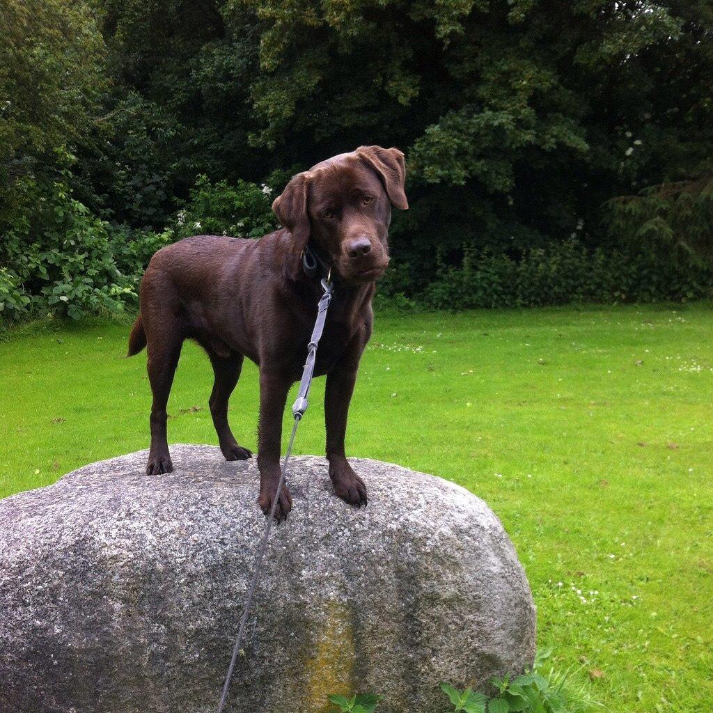 Labrador retriever Django billede 1