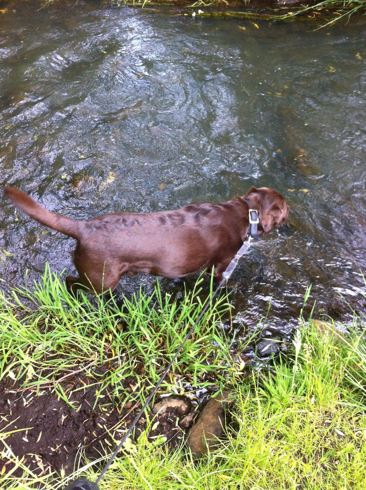 Labrador retriever Django billede 11