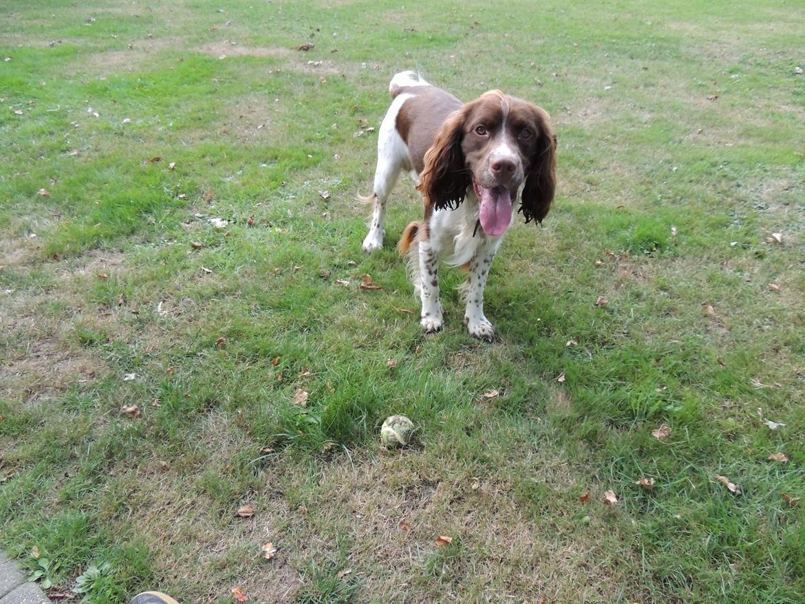 Field Trial Springer Spaniel Chico billede 2