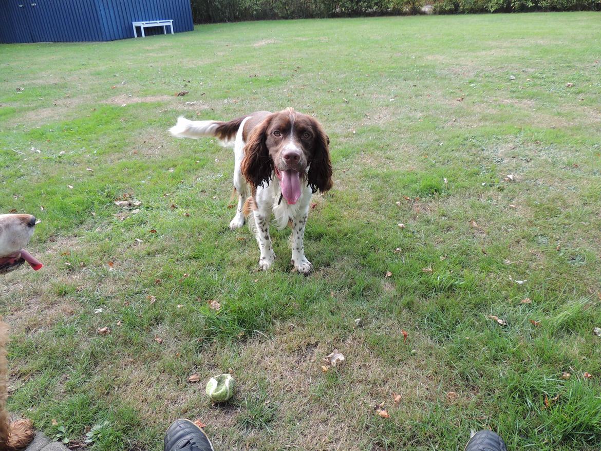 Field Trial Springer Spaniel Chico billede 1