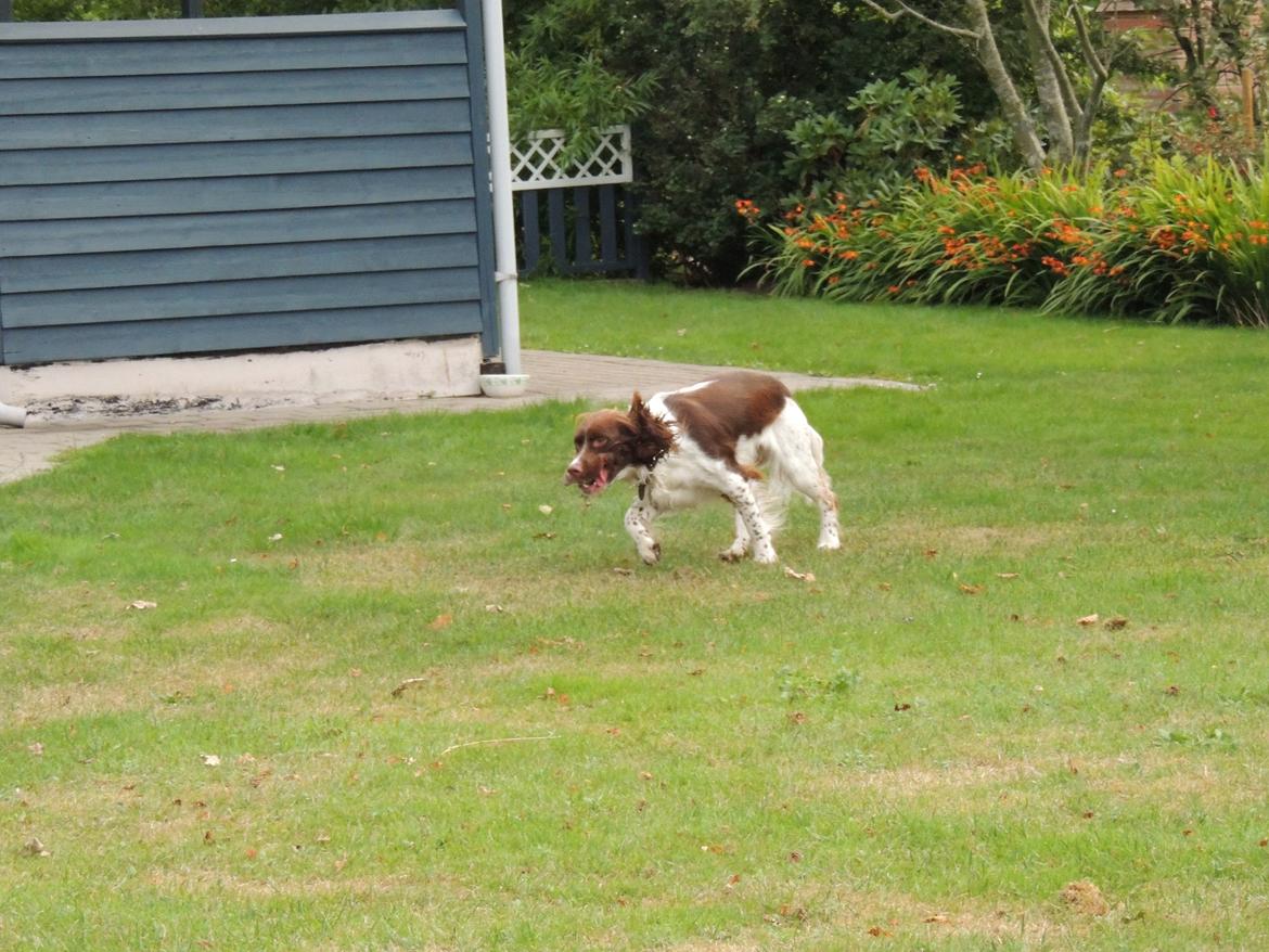 Field Trial Springer Spaniel Chico billede 3