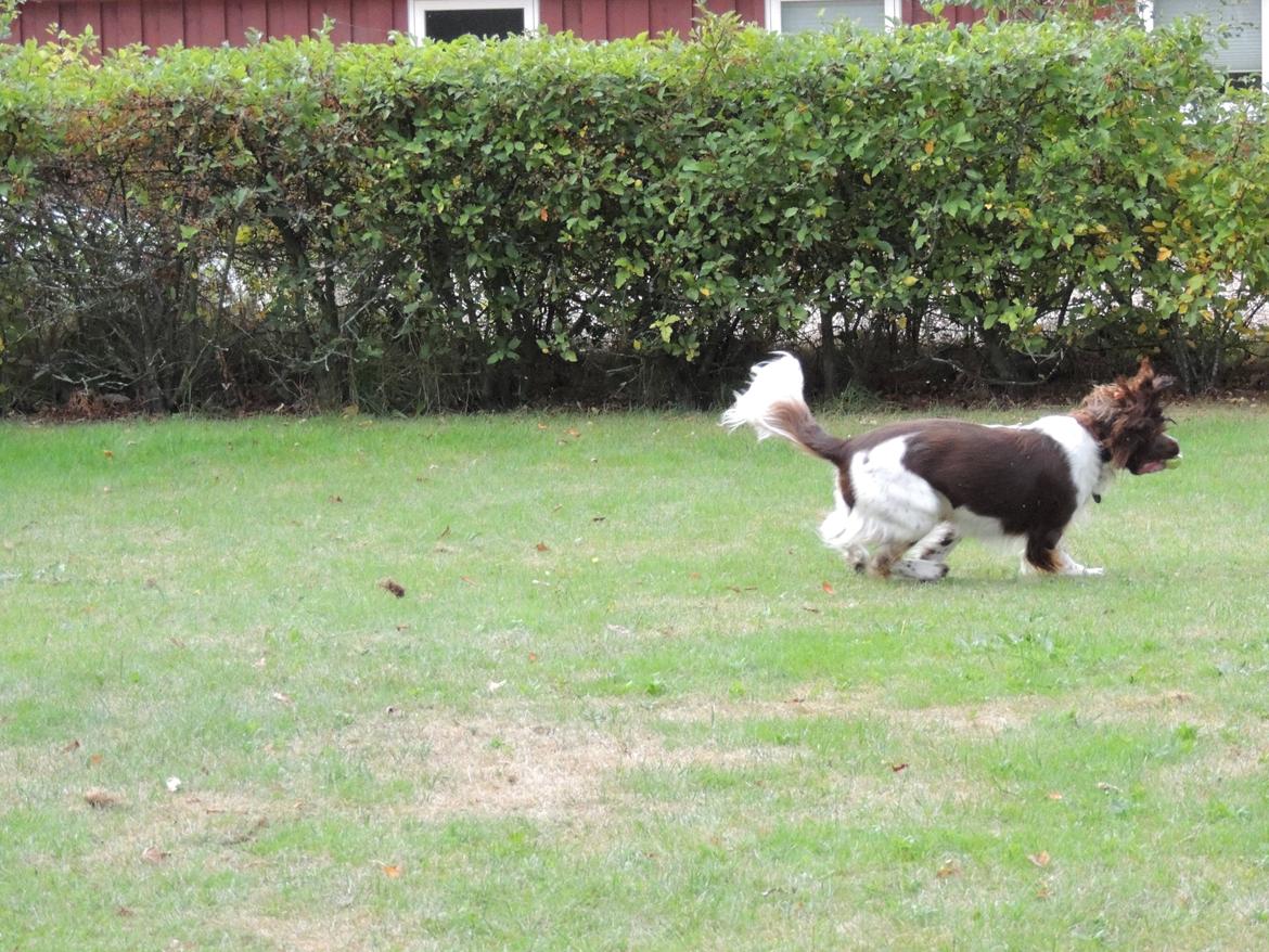 Field Trial Springer Spaniel Chico billede 5