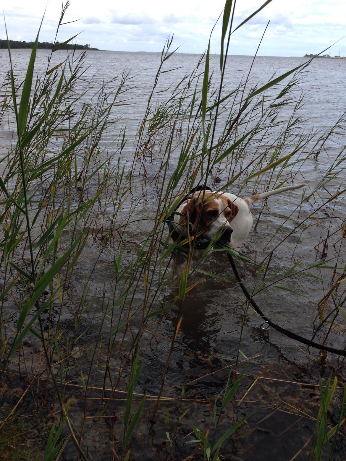 Pointer Oksby Lucca - Juli 2015. Den vandglade Pointer billede 23