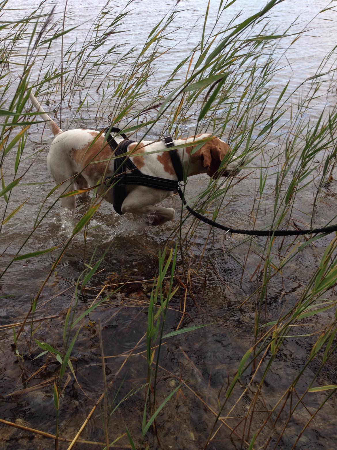 Pointer Oksby Lucca - Juli 2015. billede 24