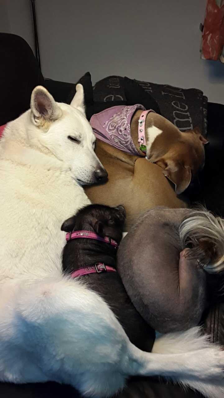 Blanding af racer Pixie billede 3