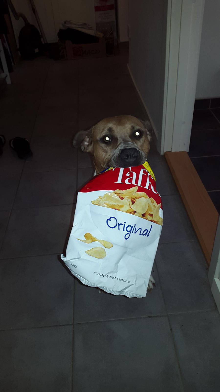 Blanding af racer Pixie billede 4