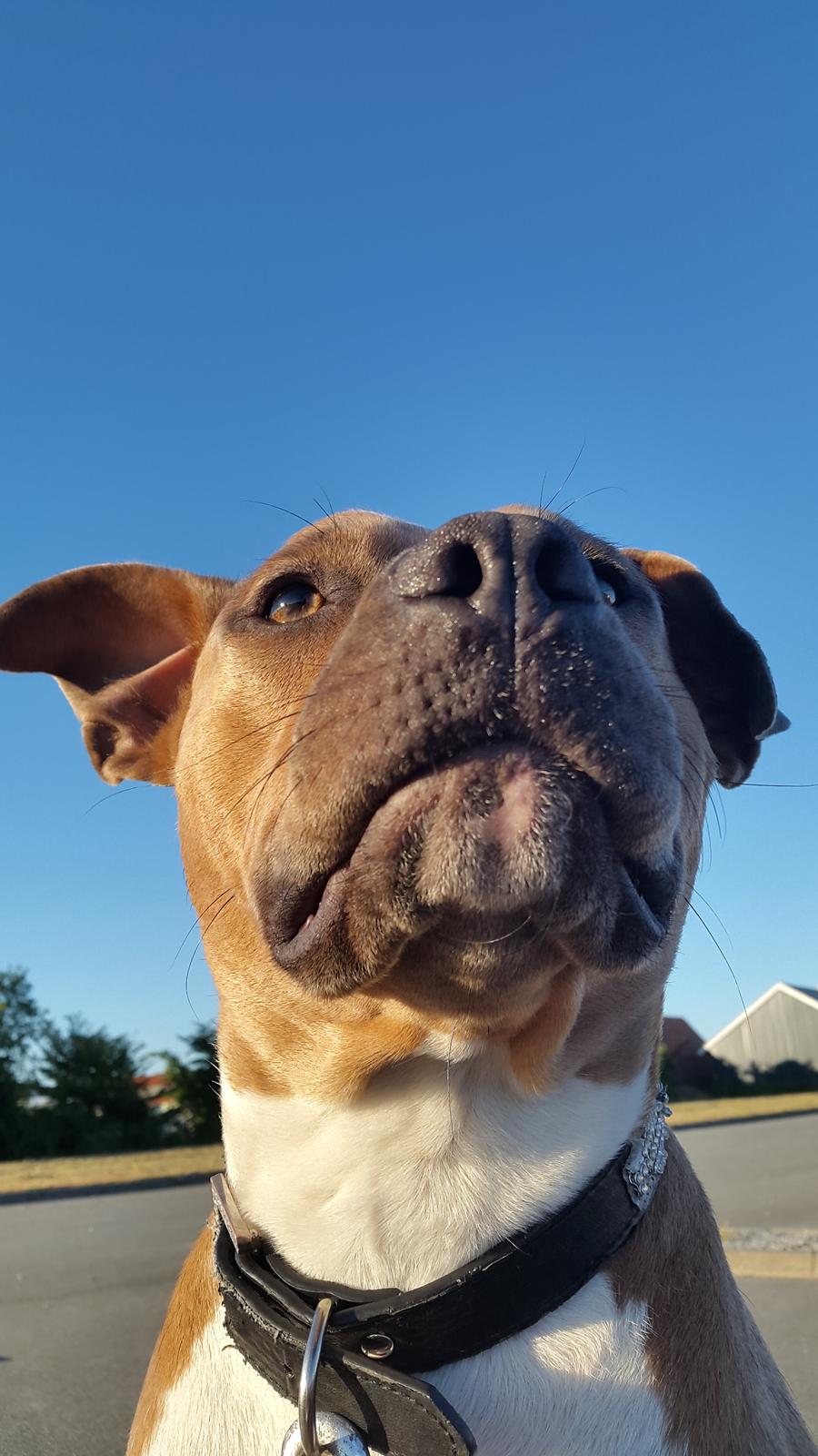 Blanding af racer Pixie billede 6