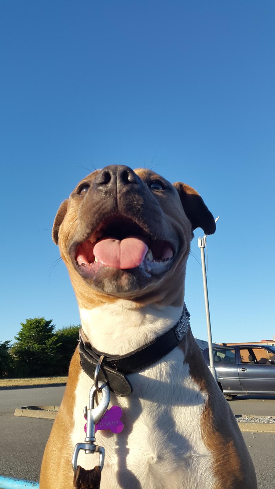 Blanding af racer Pixie billede 7