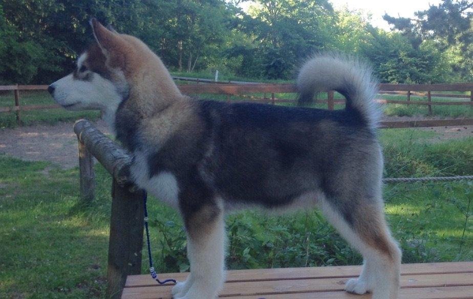 Alaskan malamute F' FIRE IN PAWS Srebrny Kiel  billede 1