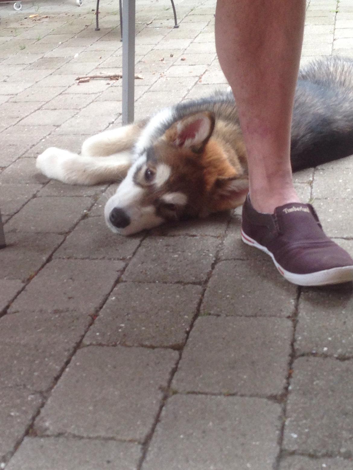 Alaskan malamute F' FIRE IN PAWS Srebrny Kiel  billede 3