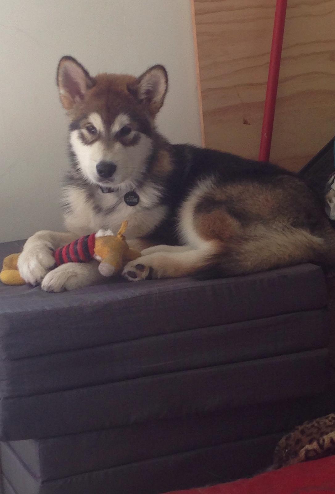 Alaskan malamute F' FIRE IN PAWS Srebrny Kiel  billede 4