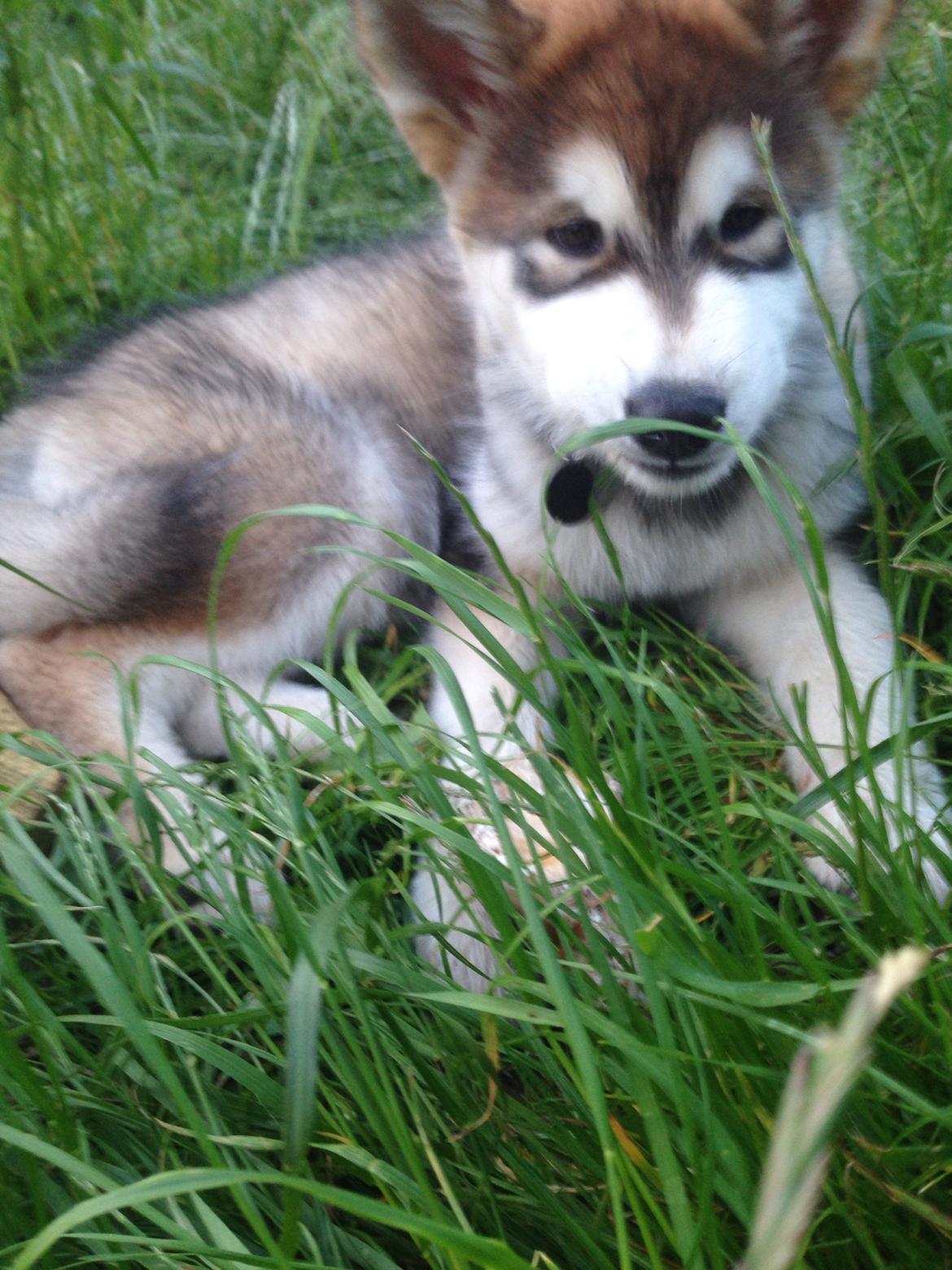 Alaskan malamute F' FIRE IN PAWS Srebrny Kiel  billede 5