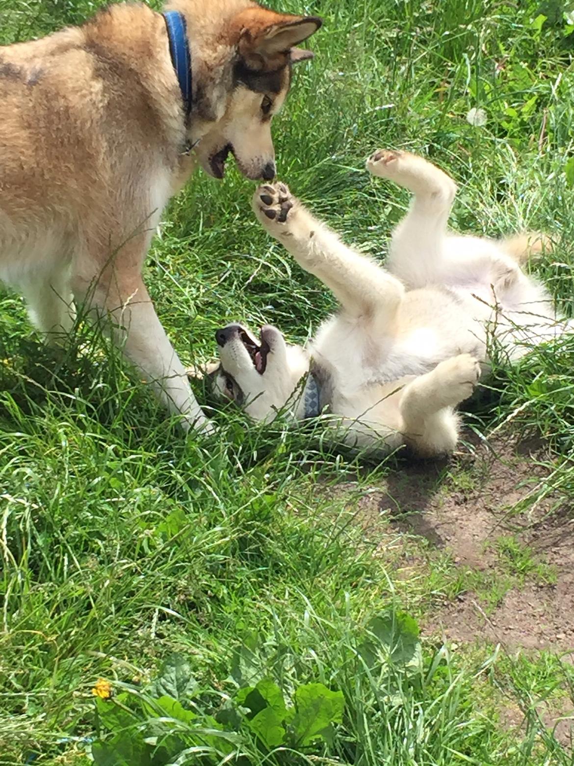 Alaskan malamute F' FIRE IN PAWS Srebrny Kiel  billede 7