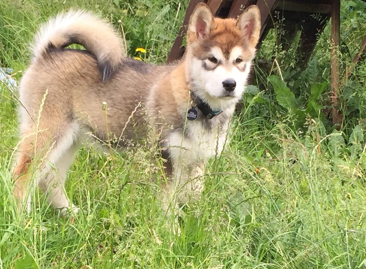 Alaskan malamute F' FIRE IN PAWS Srebrny Kiel  billede 6