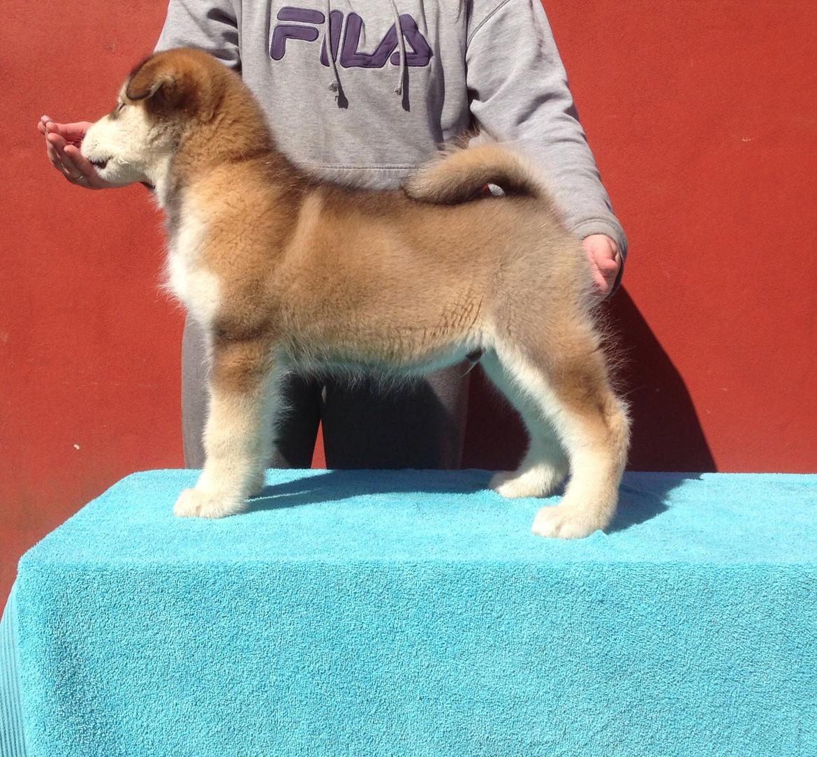 Alaskan malamute F' FIRE IN PAWS Srebrny Kiel  billede 11